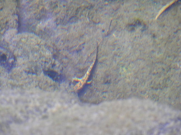 giornata bagnata, giornata fortunata Euproctus platycephalus
